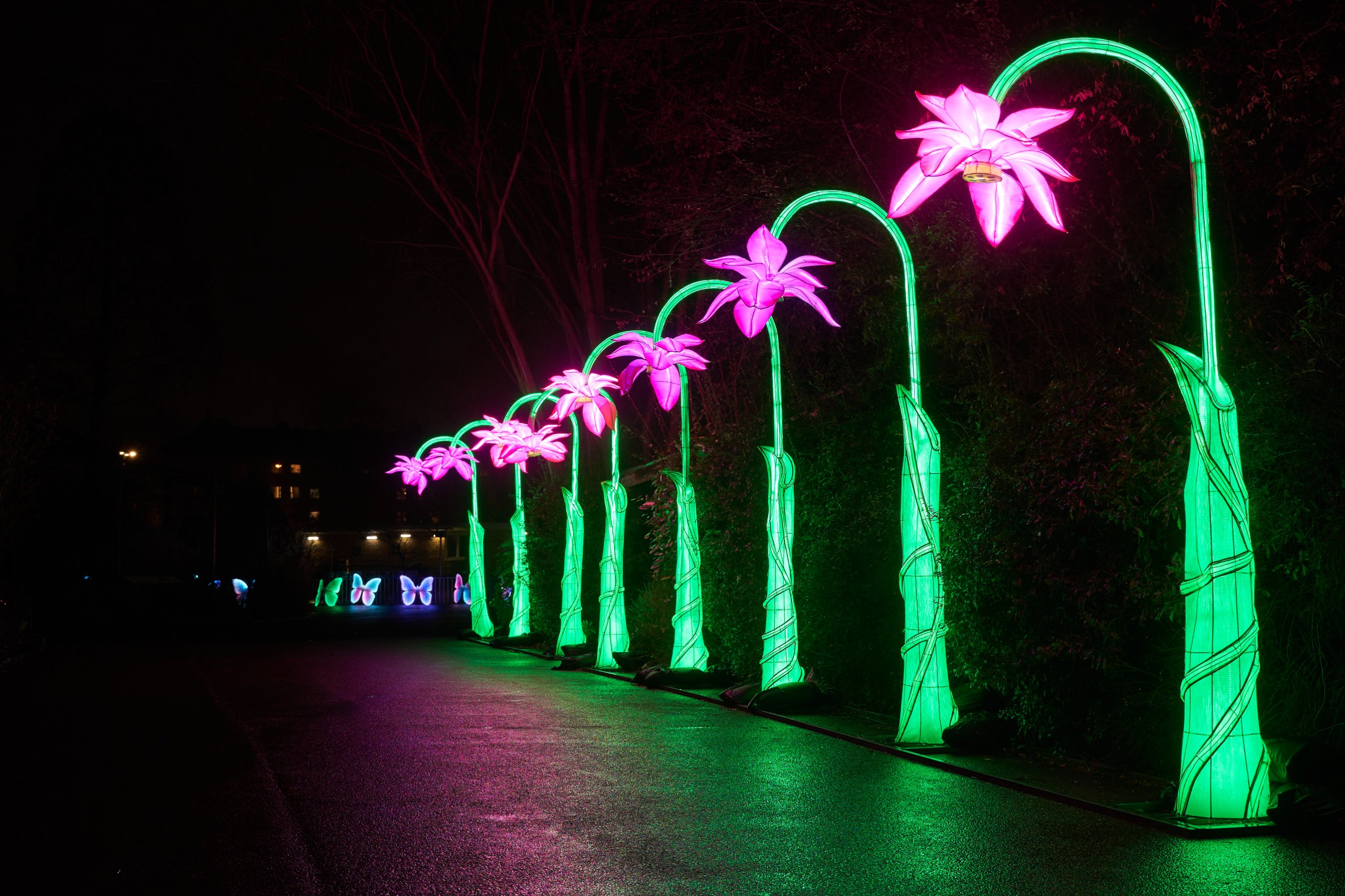 2024 01 03 Köln Zoo China Lights 1240